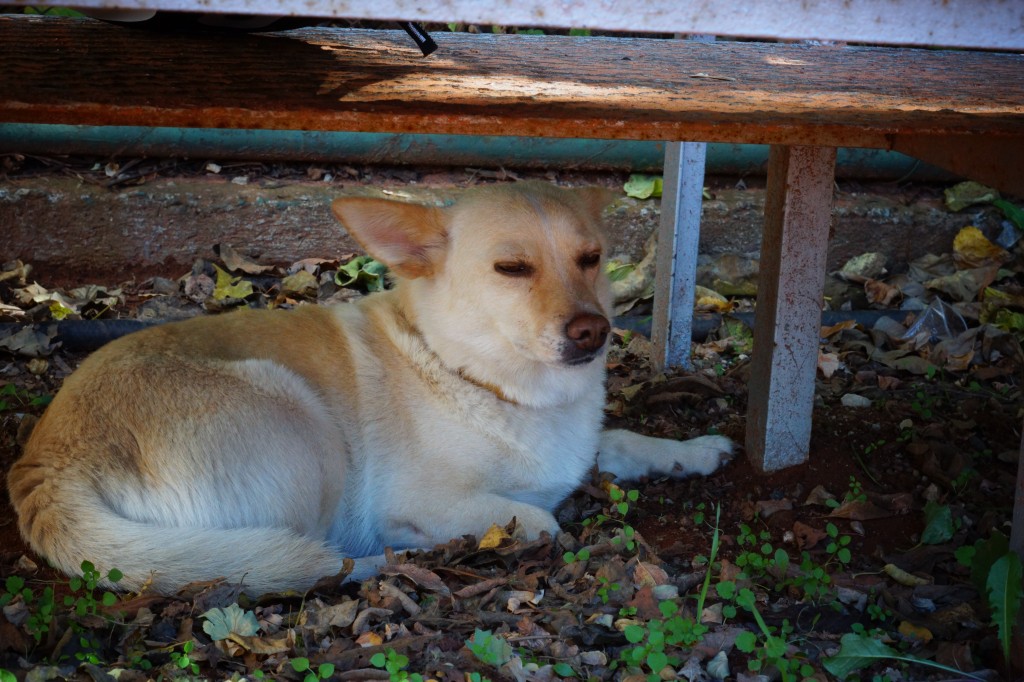 DSC02288